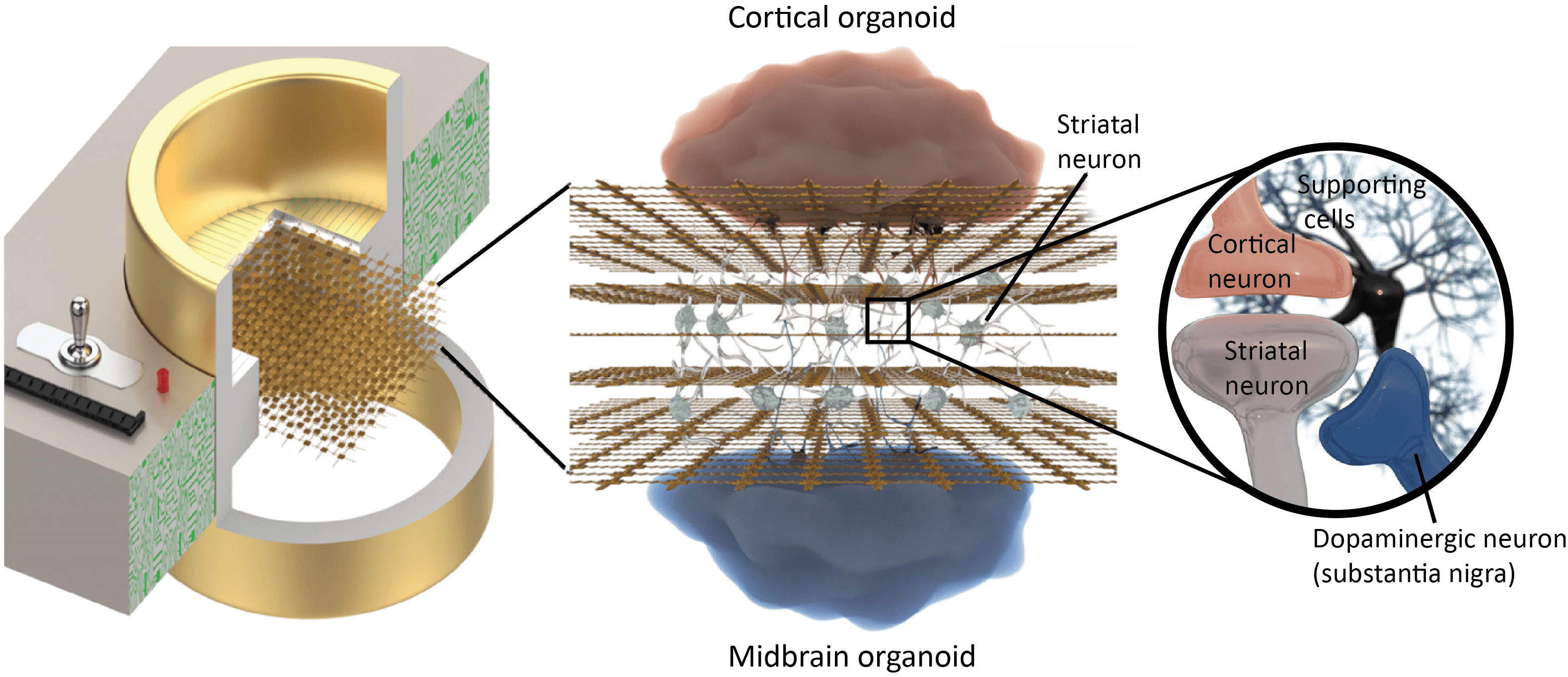 Een toekomstvisie van mini-organen op een 3D-MEA