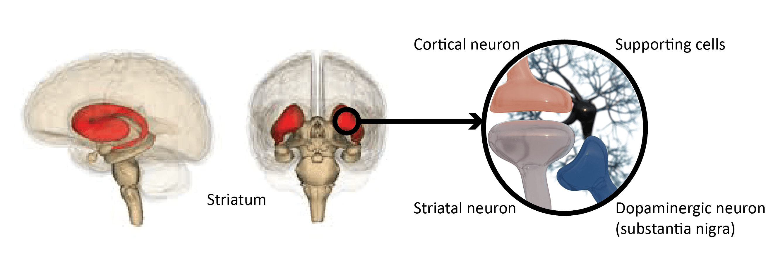 Parkinson-gerelateerde circuits in de hersenen