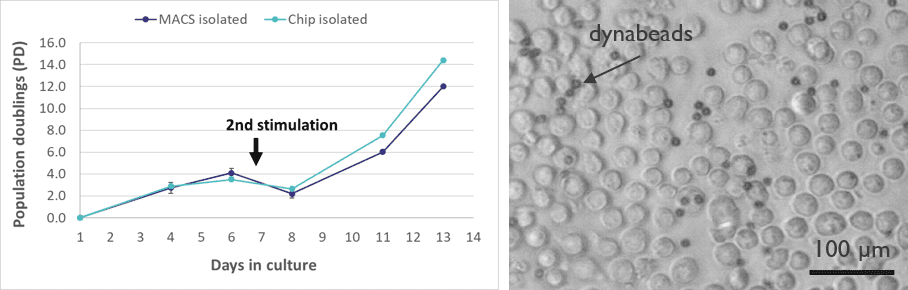 Groeicurve (links) van T-helpercellen na isolatie-op-chip ten opzichte van de standaard isolatie met behulp van magnetische bolletjes. De geïsoleerde T-cellen zijn gezond en interageren met de dynabead expansiekorrels (rechts).