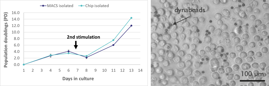 Groeicurve (links) van T-helpercellen na isolatie-op-chip ten opzichte van de standaard isolatie met behulp van magnetische bolletjes. De geïsoleerde T-cellen zijn gezond en interageren met de dynabead expansiekorrels (rechts).