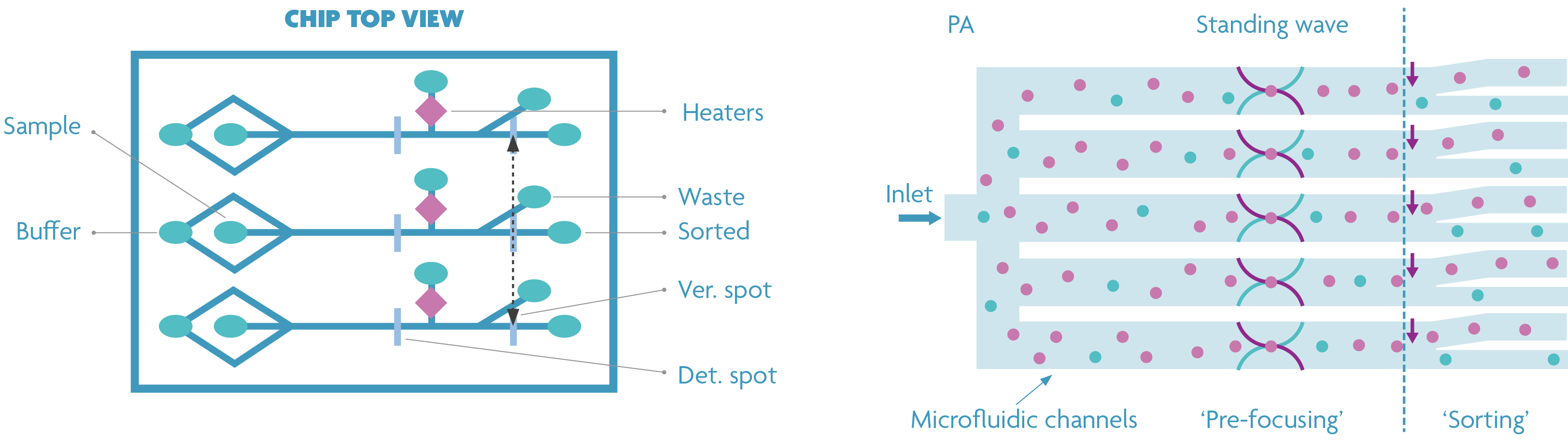 Standaard (links) en geoptimaliseerd (rechts) ontwerp dat het potentieel van de celsorteerder voor parallellisatie aantoont. In het geoptimaliseerde ontwerp wordt akoestische celfocusing gebruikt door een piezoelektrisch materiaal aan te brengen op de achterkant van de chip.