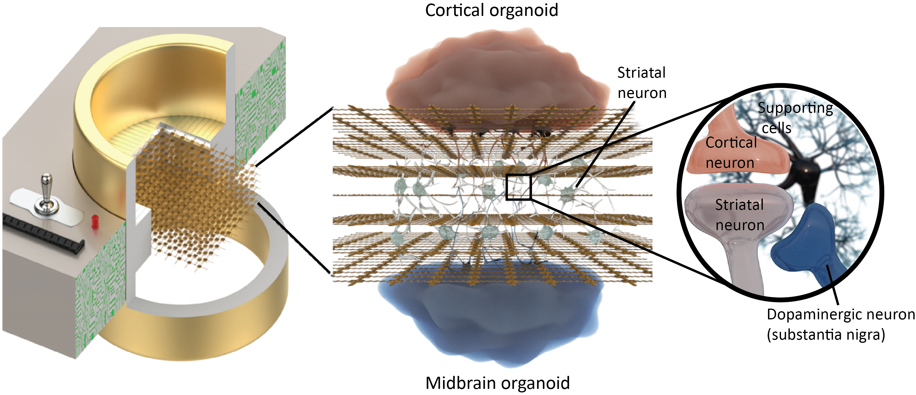 Een toekomstvisie van mini-organen op een 3D-MEA