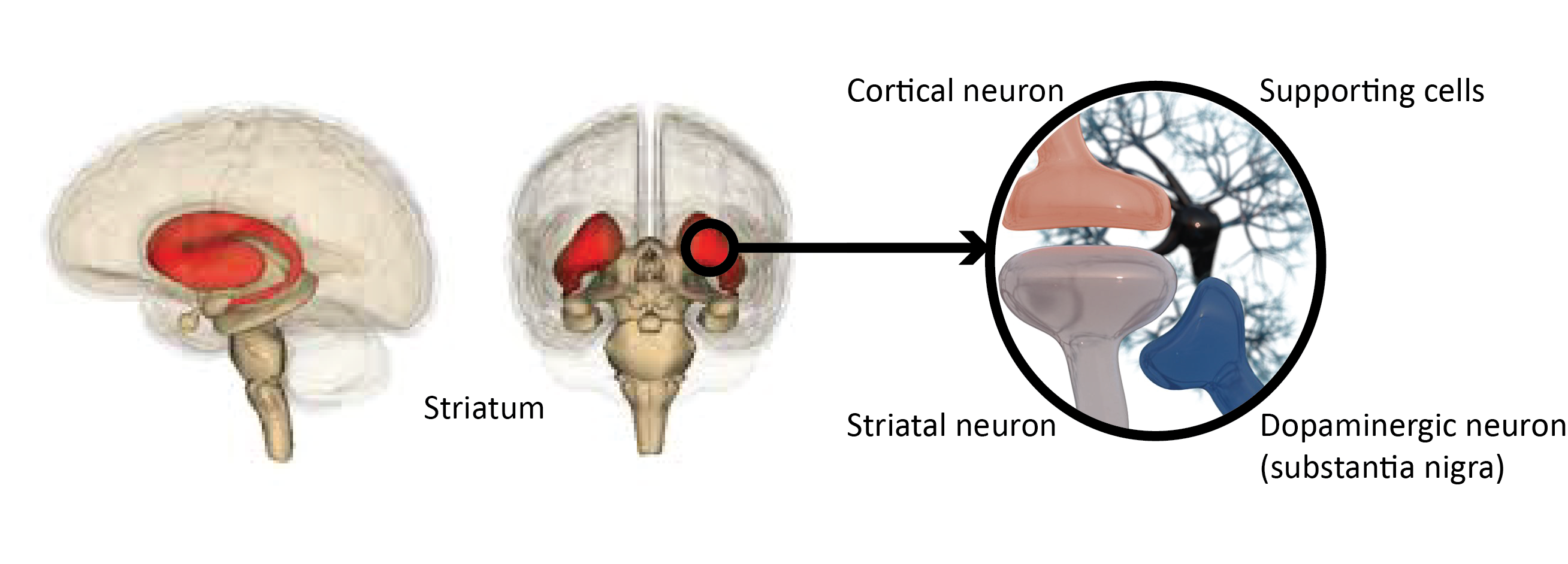 Parkinson-gerelateerde circuits in de hersenen