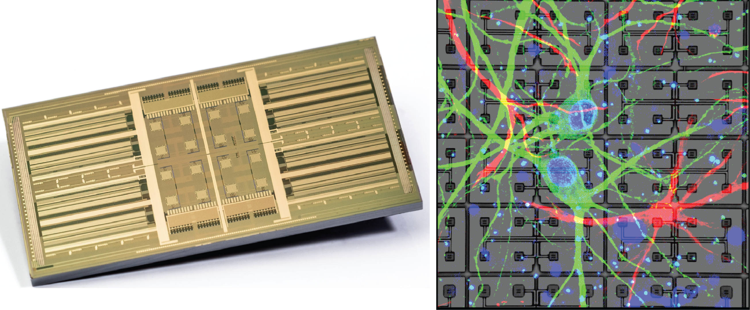 Links: imec’s MEA met meer dan 16.000 contactjes. Rechts: Neuronen gekweekt op de chip